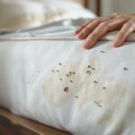 Les signes révélateurs d'une infestation de punaises de lit dans votre maison